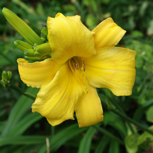 Hemerocallis Hillsdale